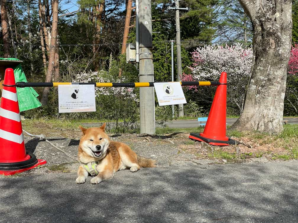 キャンプ場わんこ